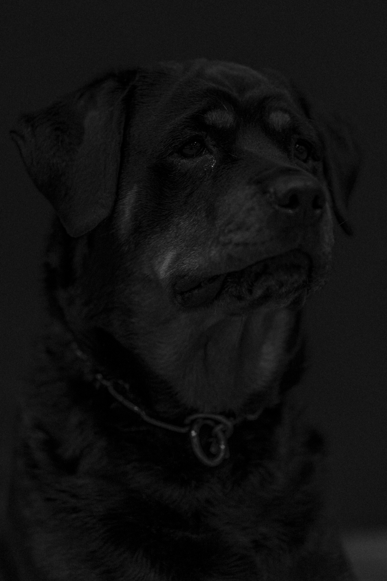 Cora #1